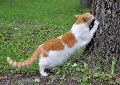 Un chat affûtant ses griffes sur un arbre