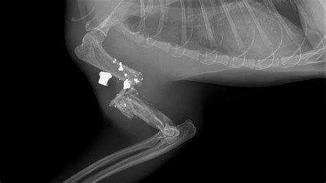 Radiographie d'une patte de chat après dégriffage montrant l'amputation
