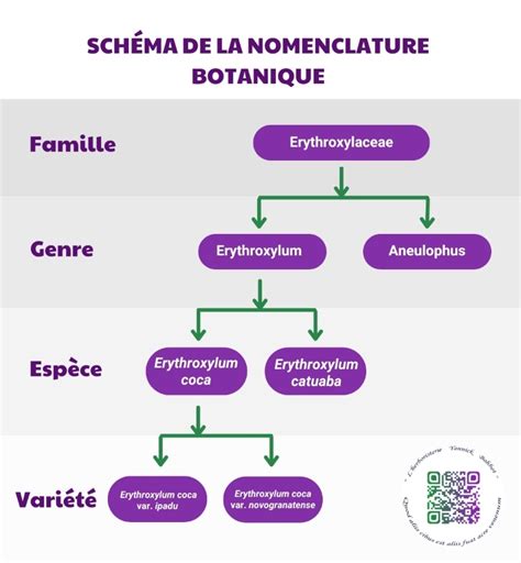 Schéma explicatif de la nomenclature NAF