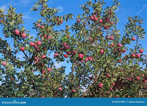 Champ de fruits rouges mûrs