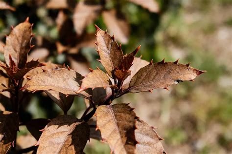 Weigelia avec des feuilles marron