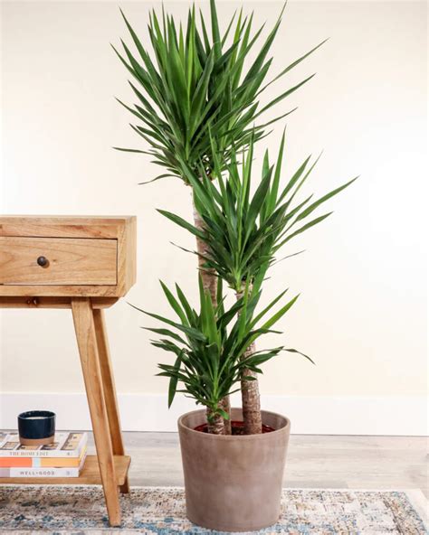 Yucca plant in a pot indoors