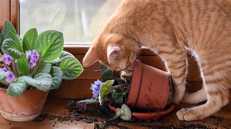 Cat sniffing a plant with citrus peels around