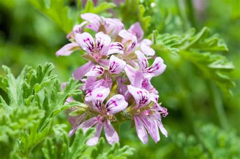 Plantes répulsives pour chats