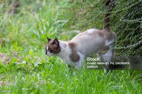 Chat marquant son territoire