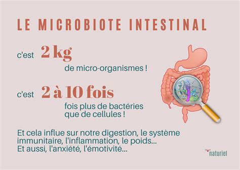 Microbiote intestinal sain