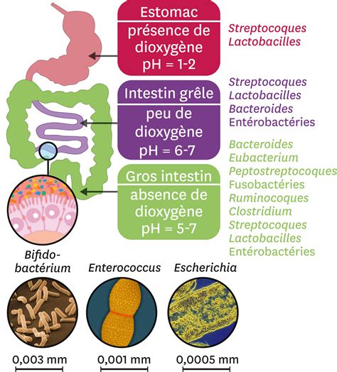 Diversité du microbiote intestinal