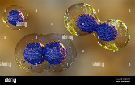 Cellules souches en division