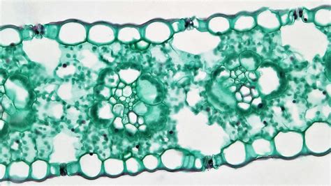 Image microscopique d'acariens sur une feuille