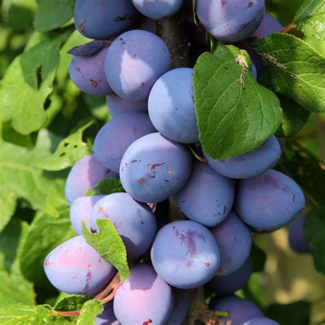 Prunier nain 'Plum Me Angeleno'® en pot sur un balcon