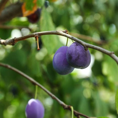 Gros plan sur des prunes bleu-violet du Prunier nain 'Plum Me Angeleno'®