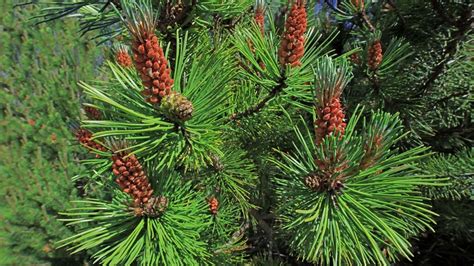 Jeunes pins maritimes plantés pour la résilience climatique