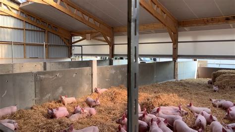 Porc dans une porcherie