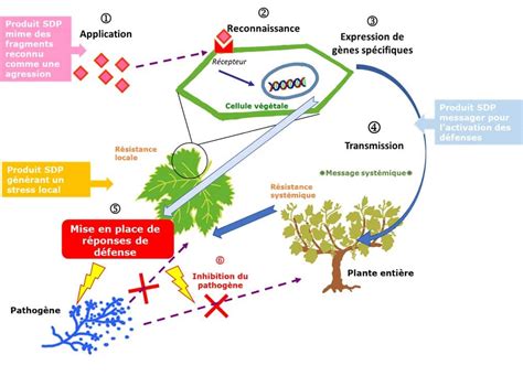 Schéma des mécanismes d'action des plantes
