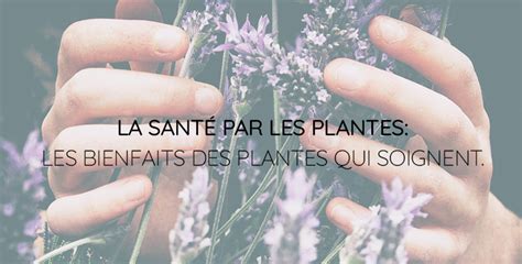 Infographie des plantes pour la santé urinaire