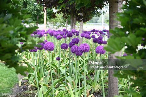 Champ d'alliums ornementaux violets