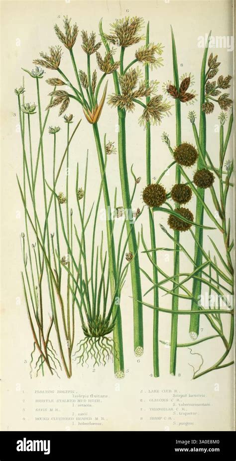 Diagramme des différentes hauteurs de tiges d'alliums