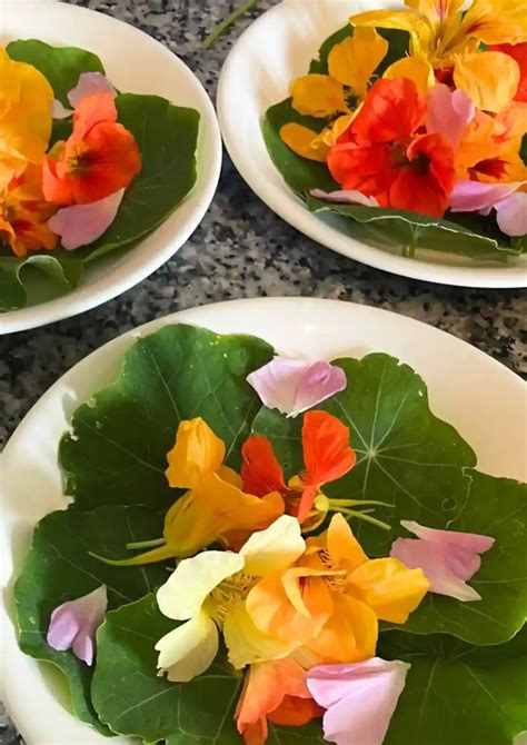 Assiette créative du restaurant Mauvaise Herbe avec des plantes sauvages