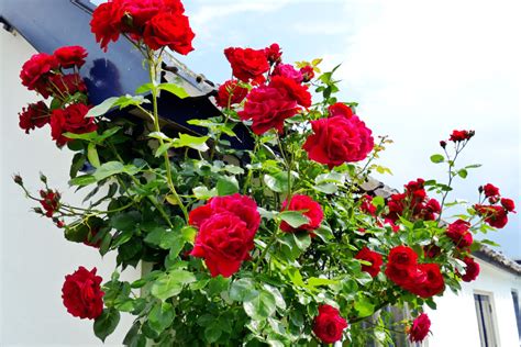 palissage rosier grimpant