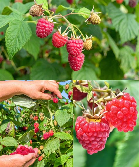 Framboisiers en pleine croissance dans un jardin