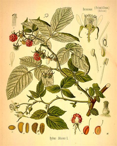 Planche botanique illustrant le framboisier (Rubus idaeus) avec ses feuilles caractéristiques et ses fruits