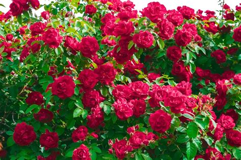 Rosier en pleine floraison