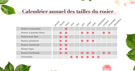 Calendrier de taille des rosiers