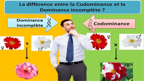 Infographie expliquant la dominance incomplète chez les fleurs