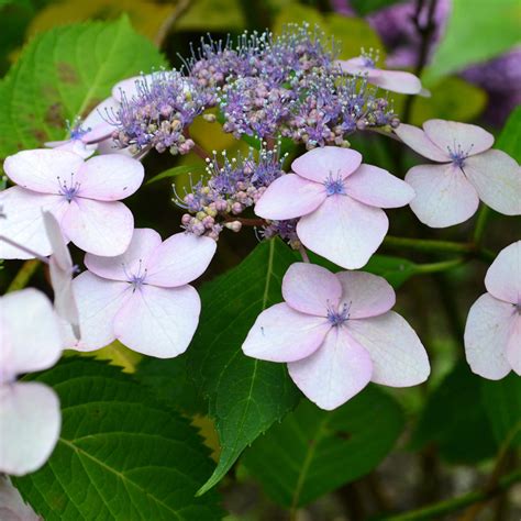 Hortensia Macrophylla et Serrata