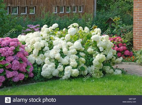 Hortensia Annabelle et Paniculata