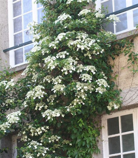 Hortensia Grimpant