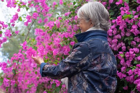 Schéma des différentes coupes pour la taille du bougainvillier