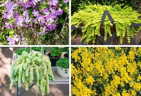 Composition de jardinière avec plantes retombantes et verticales