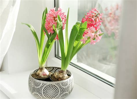 Jacinthe en pot fleurie en intérieur