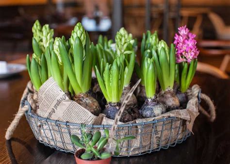 Bulbes de jacinthe positionnés dans un pot avec du terreau