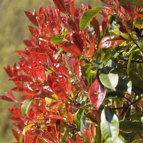 Jeunes pousses rouges de Photinia Red Robin