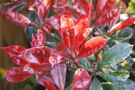Feuilles brillantes du Photinia Red Robin
