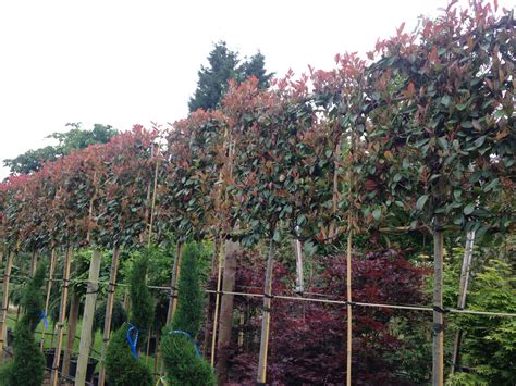 Photinia Red Robin en arbre palissé