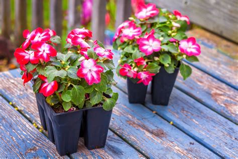 Balcon ombragé avec des impatiens