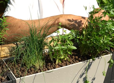 Plantes aromatiques sur un balcon