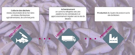Infographie présentant les bénéfices du Guano de poisson sur la croissance des plantes, l'activité microbienne et l'efficience nutritionnelle