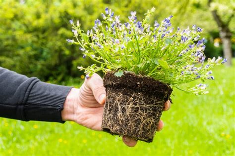 Plante avec motte de terre mise à sécher sur du papier absorbant