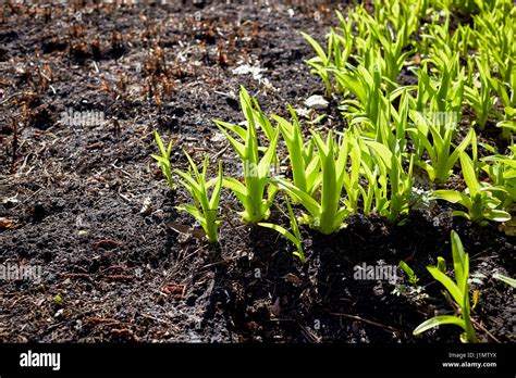 Plante en récupération avec de nouvelles pousses