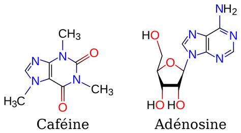Diagramme des récepteurs à l'adénosine et de l'action de la caféine