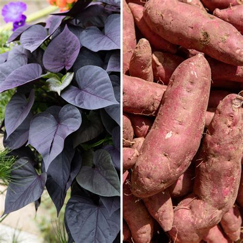 Patate douce et sa fleur