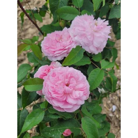 Rosier Jacques Cartier en fleurs
