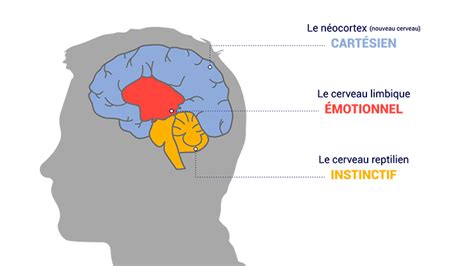 Illustration des liens entre l'olfaction, la mémoire et les émotions dans le cerveau