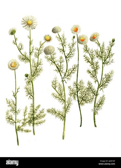 Illustration de différentes variétés de camomille