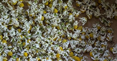 Processus de séchage des fleurs de camomille