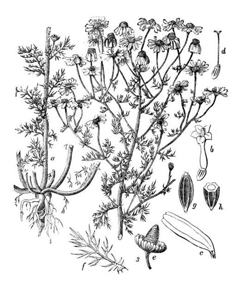 Gravure ancienne représentant la camomille et ses usages